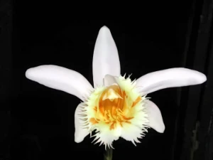 Image of Pleione grandiflora var. alba 7